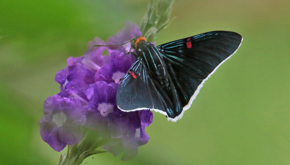 Guava Skipper